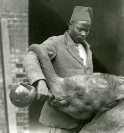 Jonge Afrikaanse olifant Kiberenge krijgt een drankje van Darisha terwijl Syed Ali toekijkt op de achtergrond, London Zoo, september 1923 door Frederick William Bond